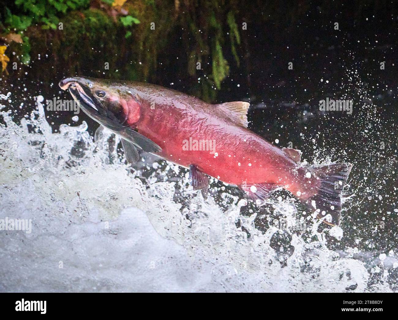 Un saumon coho migrateur (Oncorhynchus kisutch) saute vers le haut d'une chute d'eau sur Lake Creek, un affluent de la rivière Siuslaw dans l'ouest de l'Oregon. Banque D'Images