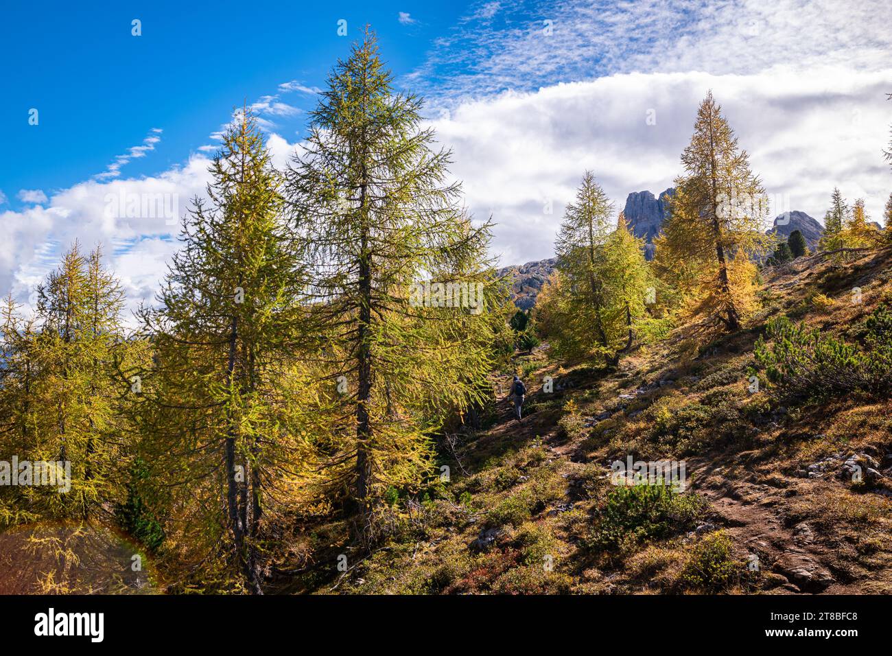 Mélèzes de couleur or dans le parc naturel des Dolomites d'Ampezzo, Italie Banque D'Images