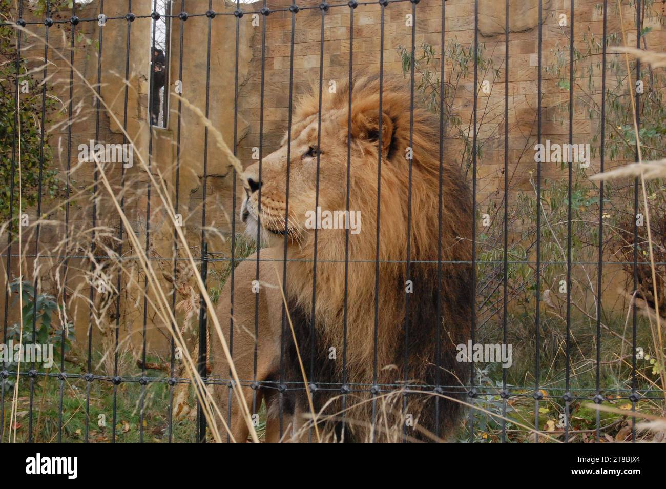 Lion et tigre au ZOO de Londres Banque D'Images