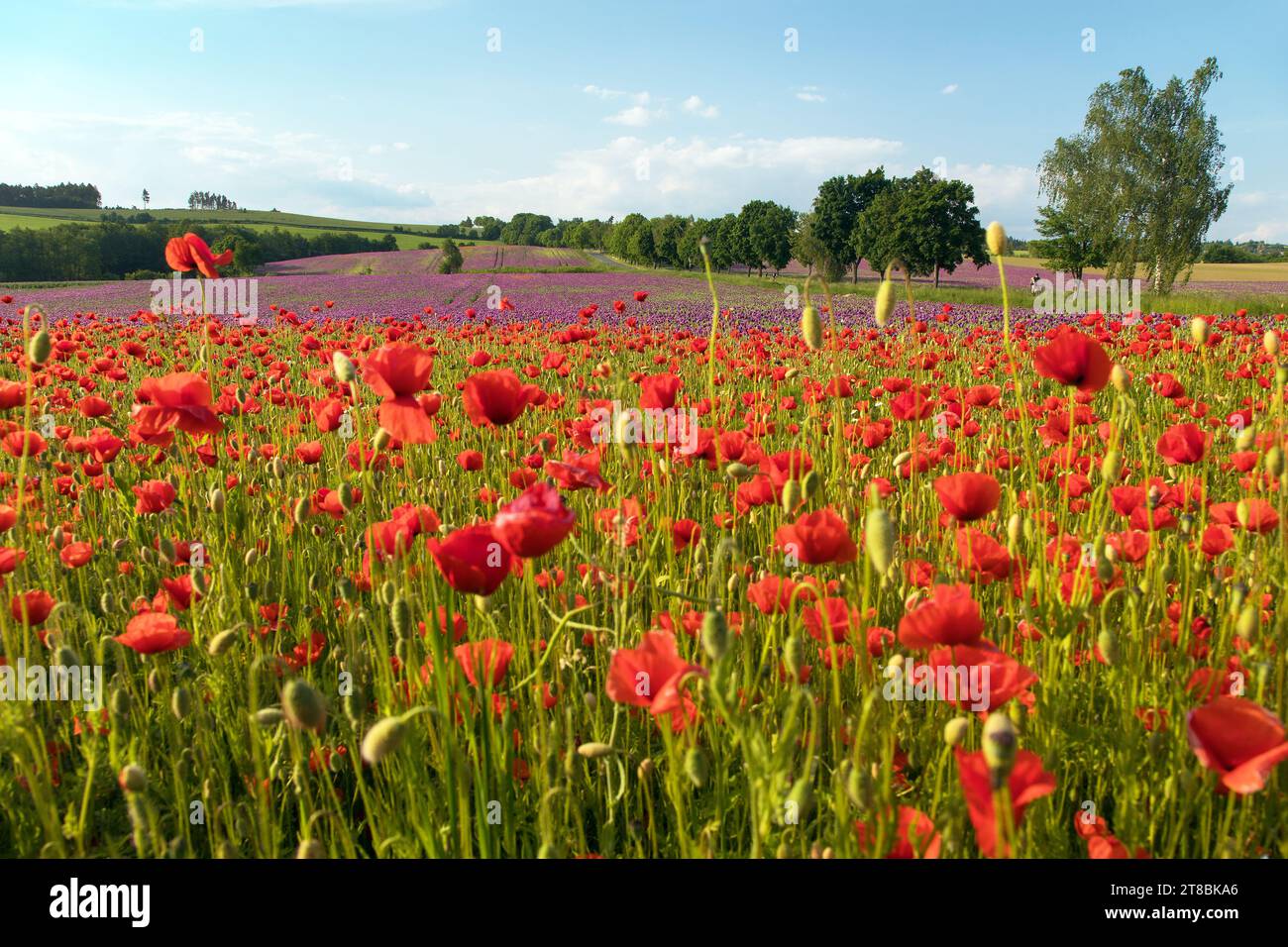 Champ de coquelicots rouges ou pavot commun, pavot de maïs, rose de maïs, pavot de champ, pavot de flandre, en latin Papaver Rhoaes Banque D'Images