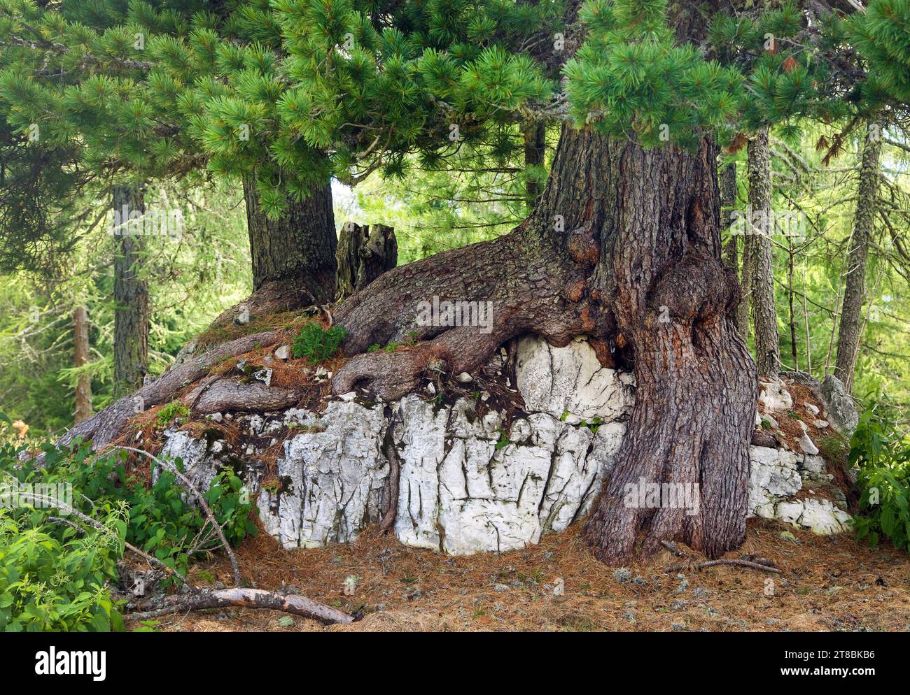 Belle racine de pin sur pierre, vue sur la forêt Banque D'Images