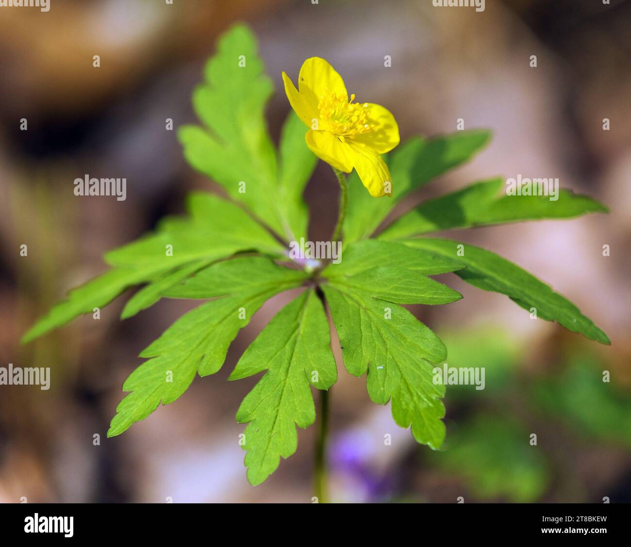 Anémone jaune, anémone de bois jaune, ou anémone buttercup, en latin Anemonoides ranunculoides ou Anemone ranunculoides Banque D'Images