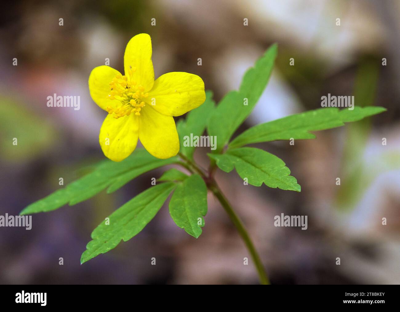 Anémone jaune, anémone de bois jaune, ou anémone buttercup, en latin Anemonoides ranunculoides ou Anemone ranunculoides Banque D'Images