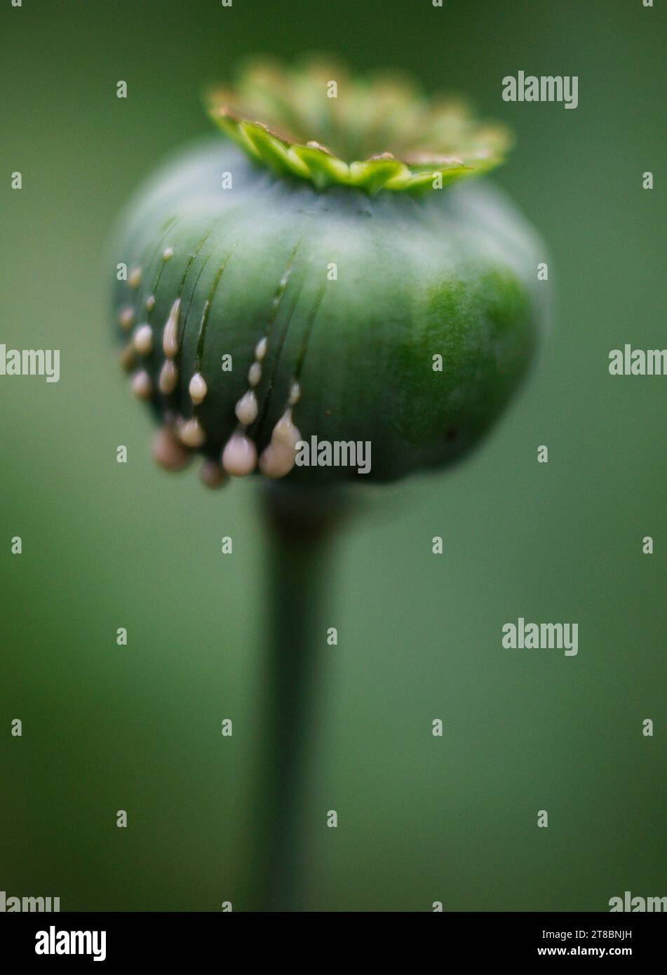 Papaver somniferum 'opium Poppy' 'Harvesting opium' 'opium latex' Banque D'Images