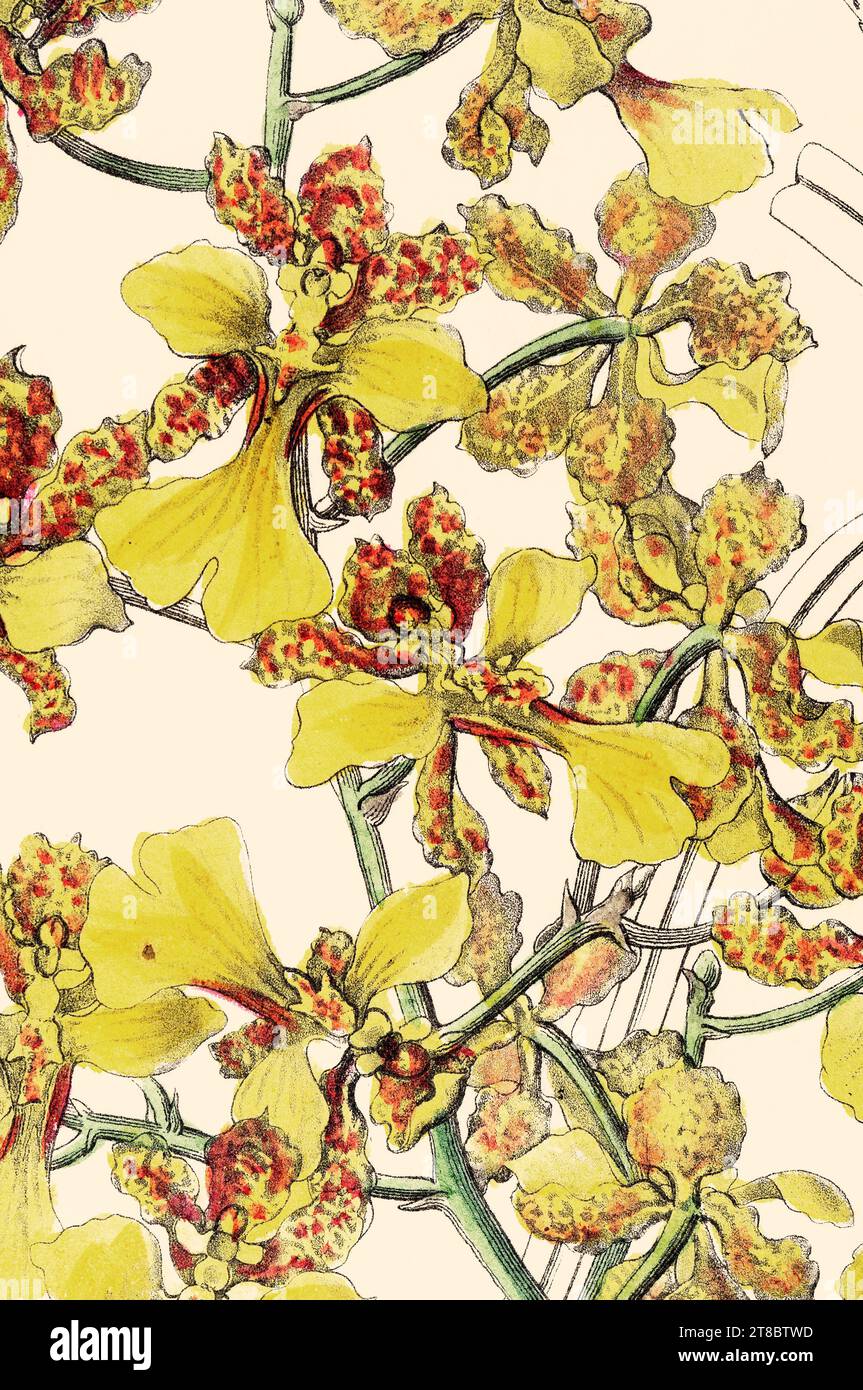 Oncidium cebolleta 'The Onion Leaf Oncidium' [Edwards vol 28 (NS 5) pl 4 (1842)] Banque D'Images