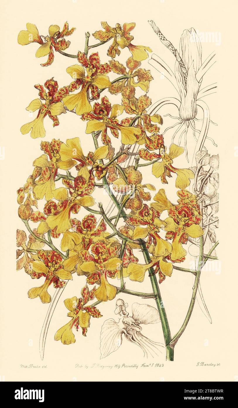 Oncidium cebolleta 'The Onion Leaf Oncidium' [Edwards vol 28 (NS 5) pl 4 (1842)] Banque D'Images