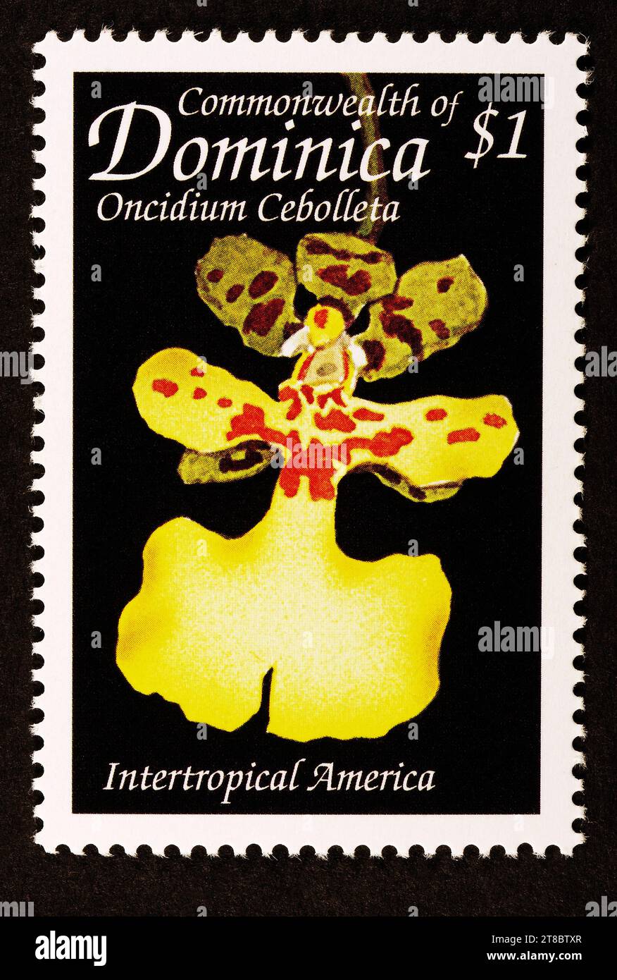Oncidium cebolleta 'The Onion Leaf Oncidid' Dominica, timbre postal, 1999 Banque D'Images