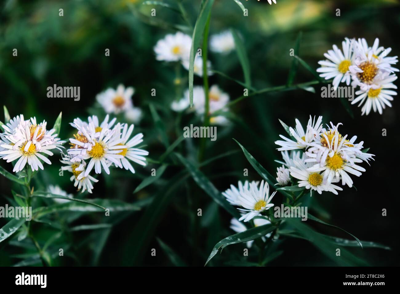 Champ de fleurs de camomille. De belles chamomiles romaines médicales en fleurs. Médecine de fines herbes, concept d'aromathérapie. Mise au point sélective Banque D'Images