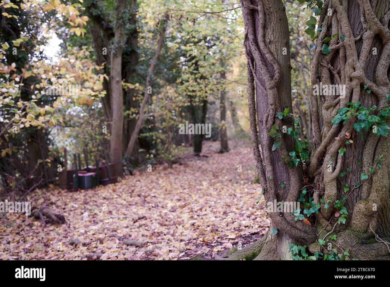 Tronc d'arbre avec vigne rampante dans la forêt avec des feuilles d'automne sur le sol et fond flou Banque D'Images