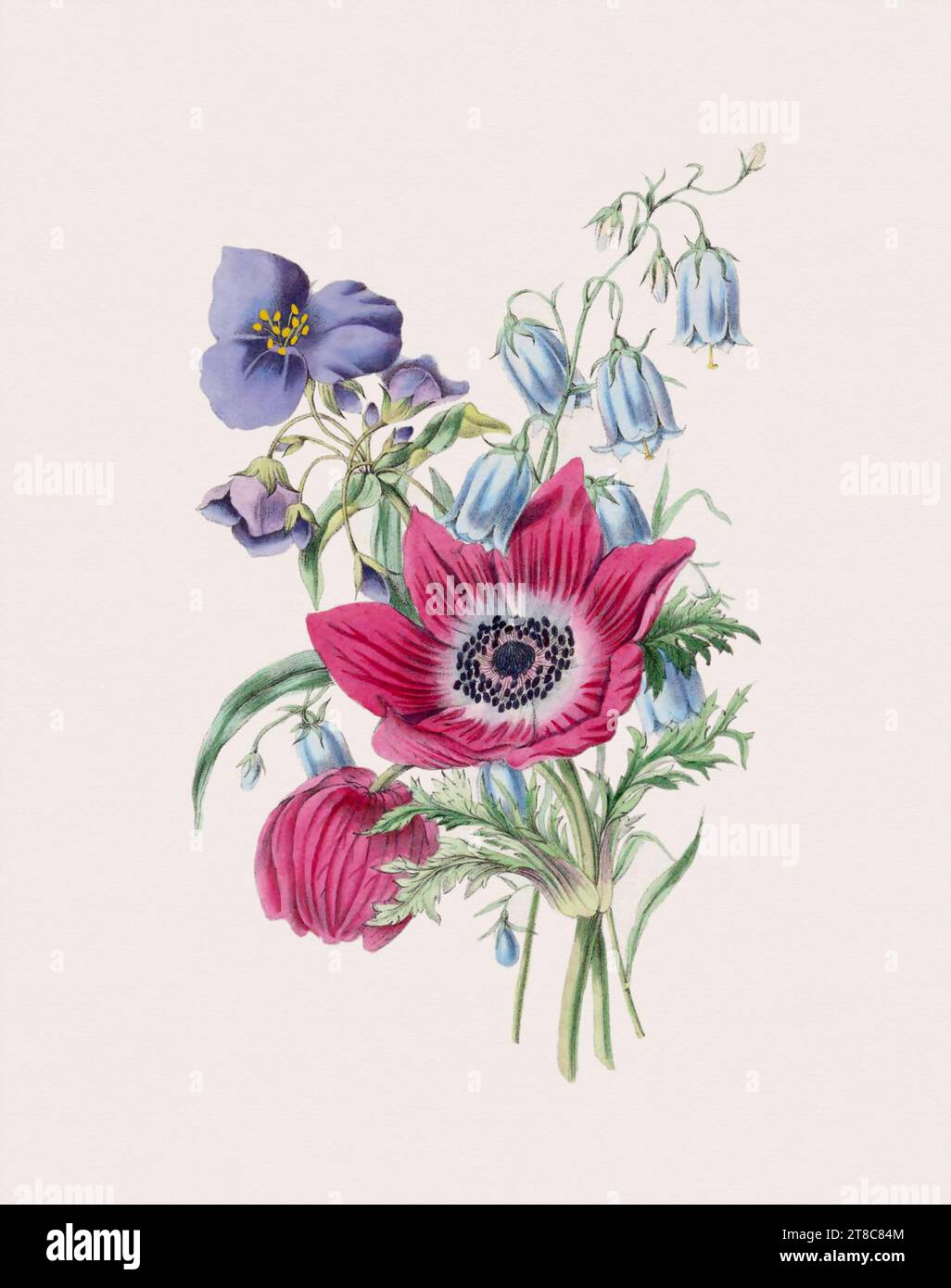 Beau bouquet de fleurs. Illustration de livre du 19e siècle : représentation exquise à l'aquarelle de fleurs délicates. Circa 1845 Banque D'Images
