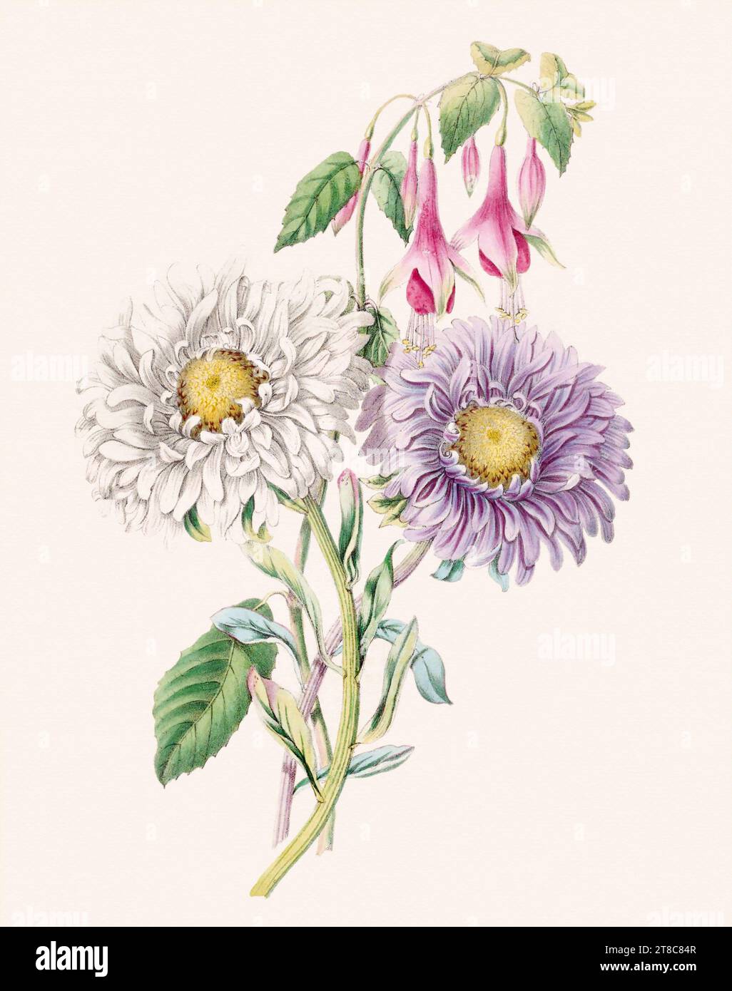 Beau bouquet de fleurs. Illustration de livre du 19e siècle : représentation exquise à l'aquarelle de fleurs délicates. Circa 1845 Banque D'Images