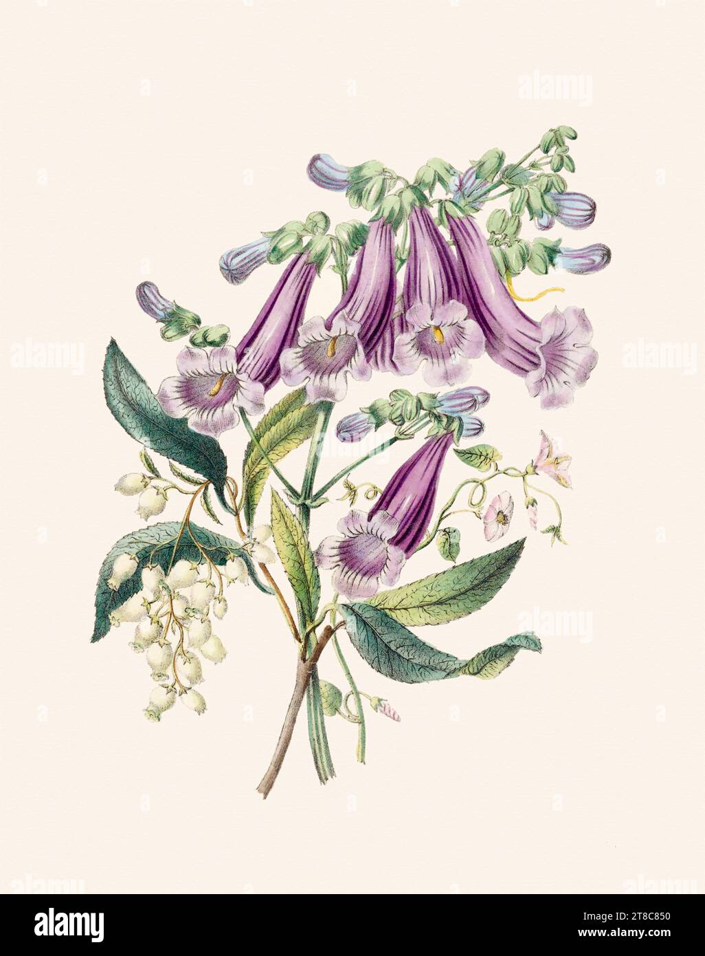 Beau bouquet de fleurs. Illustration de livre du 19e siècle : représentation exquise à l'aquarelle de fleurs délicates. Circa 1845 Banque D'Images