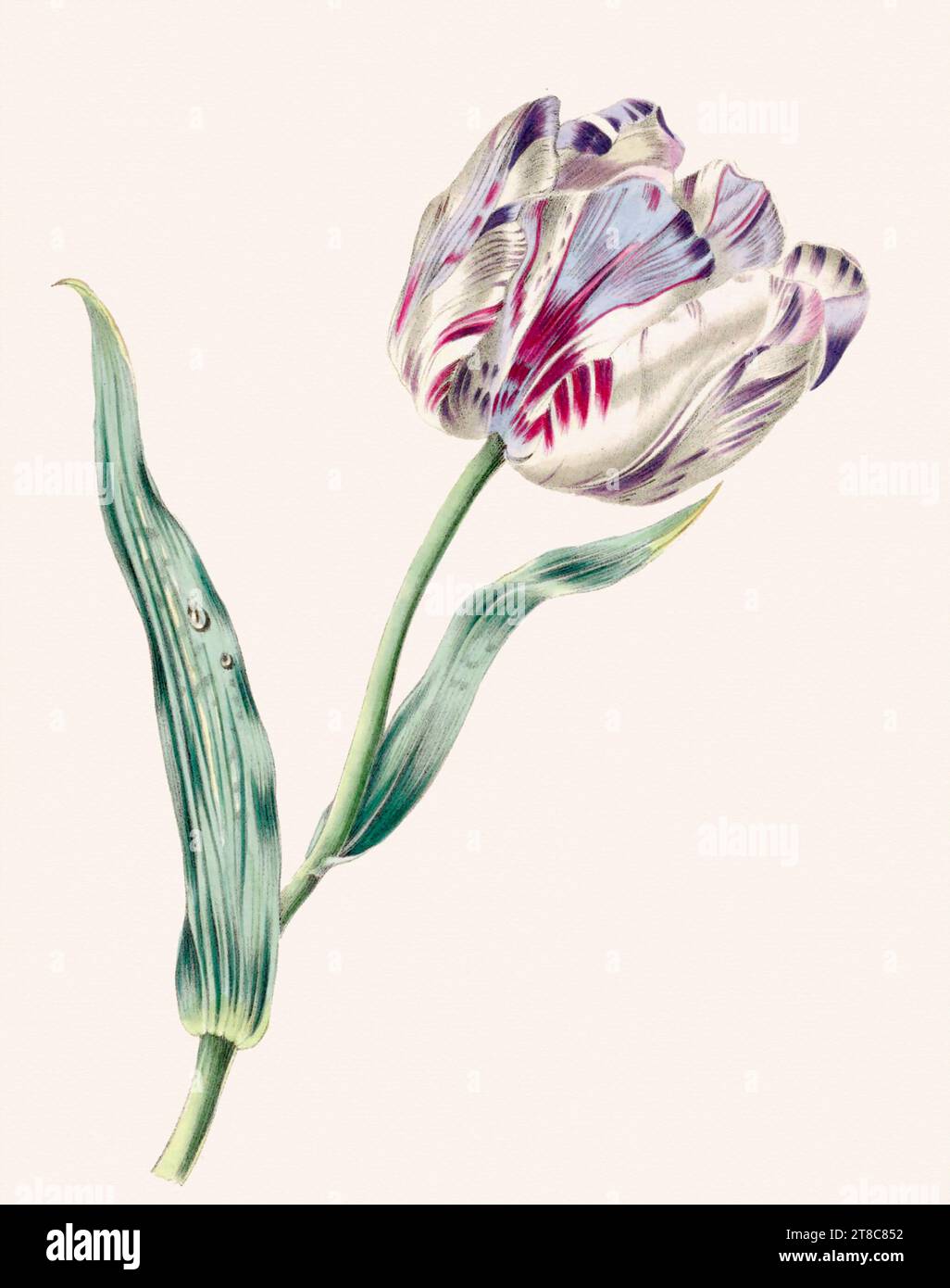 Illustration de fleur vintage. Illustration de livre du 19e siècle : représentation exquise à l'aquarelle de fleurs délicates. Circa 1845 Banque D'Images