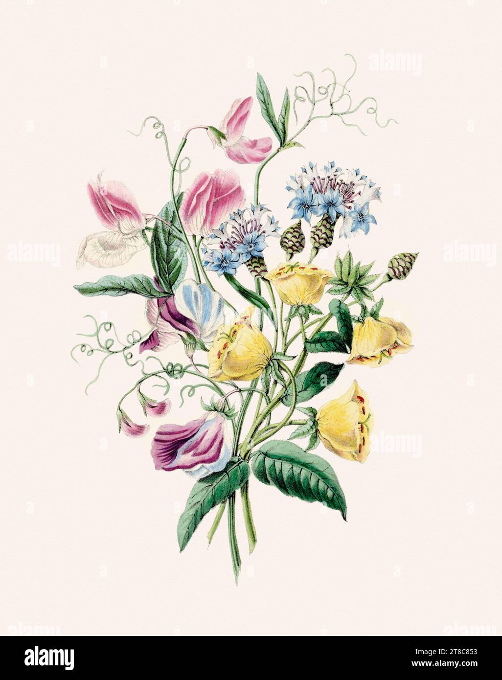 Beau bouquet de fleurs. Illustration de livre du 19e siècle : représentation exquise à l'aquarelle de fleurs délicates. Circa 1845 Banque D'Images