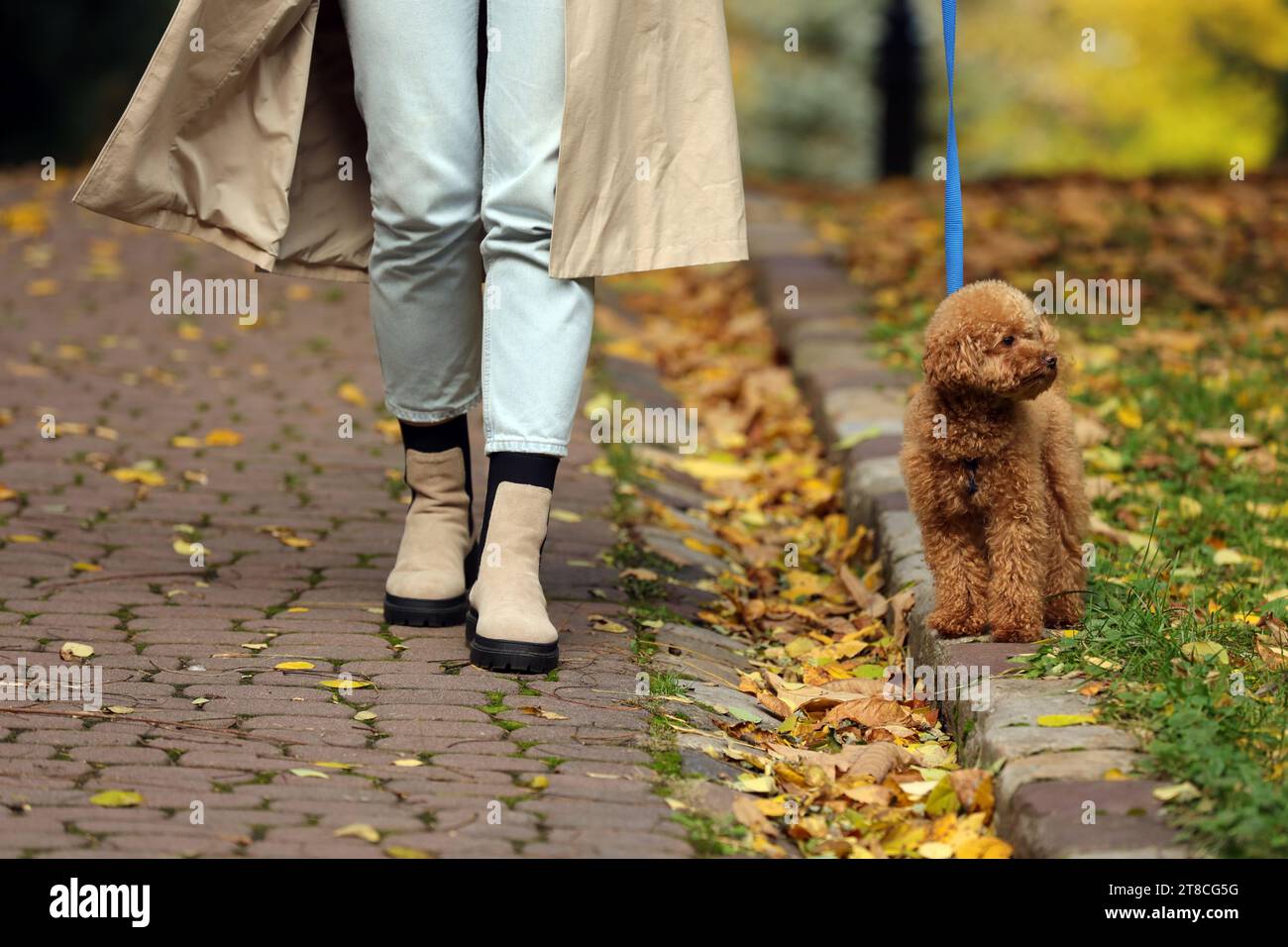 Femme avec chien mignon Maltipoo en laisse marchant dans le parc d'automne, closeup Banque D'Images