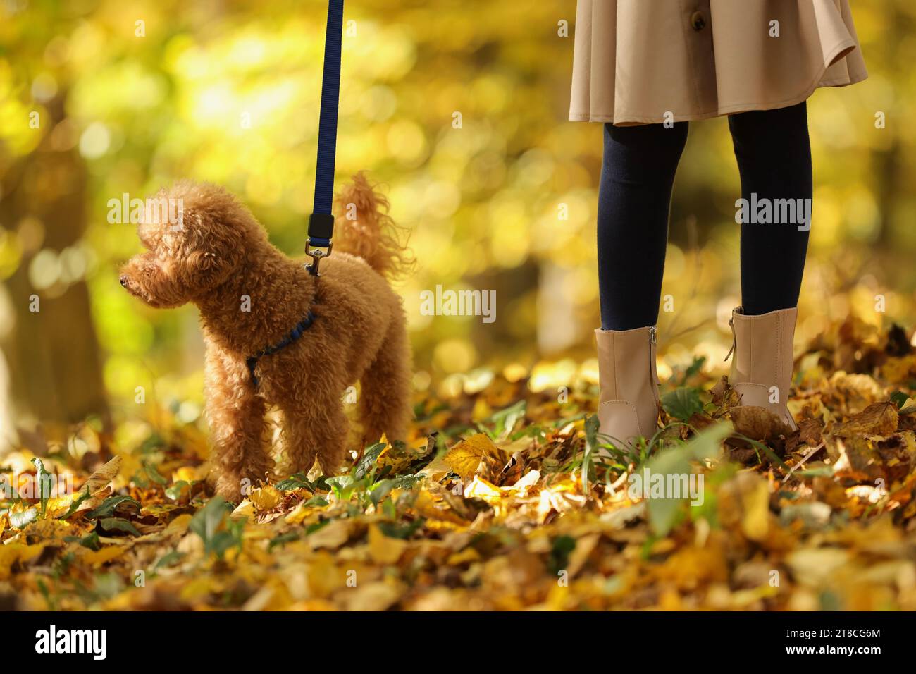 Fille avec chien mignon Maltipoo en laisse marchant dans le parc d'automne, closeup Banque D'Images