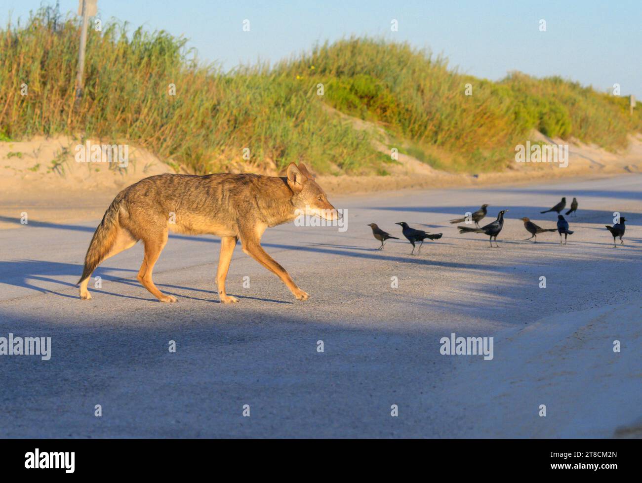 Un coyote urbain (Canis latrans) traversant la route de la plage à côté des grackles d'alimentation dans la soirée, Galveston, Texas, USA. Banque D'Images