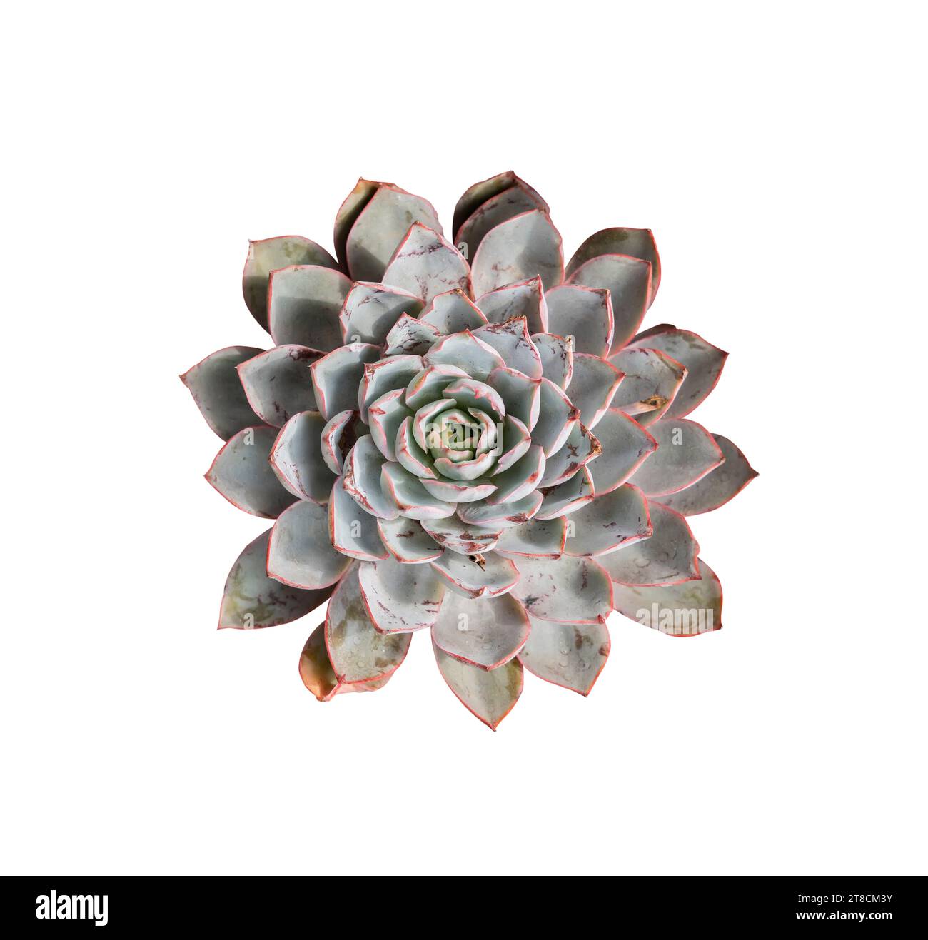 Plantes succulentes miniatures (cactus succulents) isolées sur blanc Banque D'Images