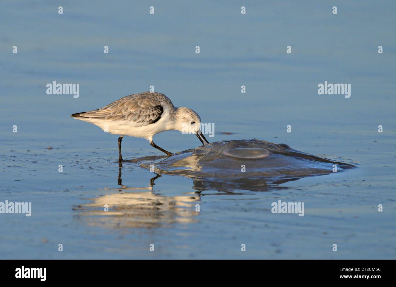Sanderling (Calidris alba) se nourrissant de méduses mortes sur la côte océanique, Galveston, Texas, USA. Banque D'Images