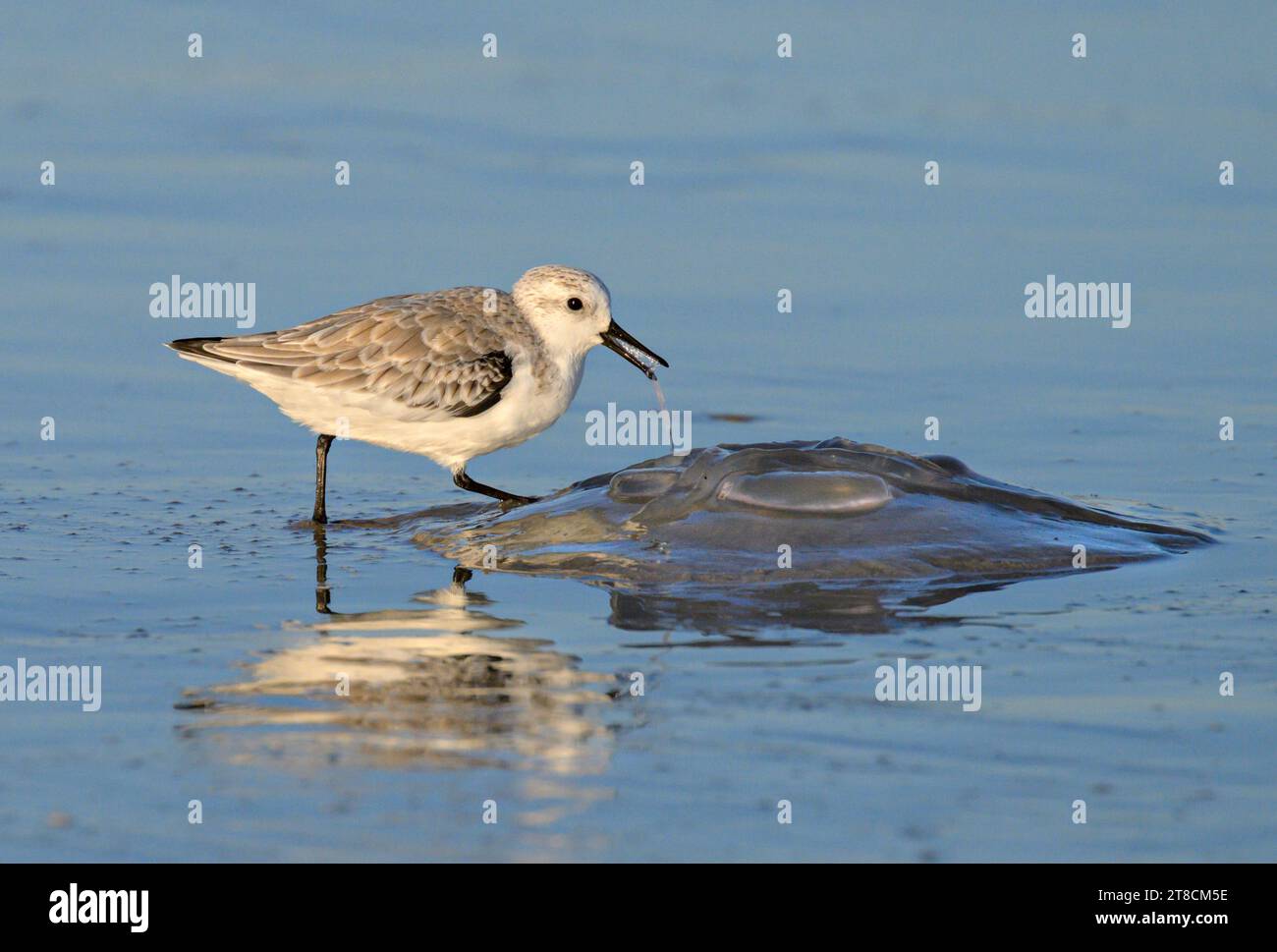 Sanderling (Calidris alba) se nourrissant de méduses mortes sur la côte océanique, Galveston, Texas, USA. Banque D'Images