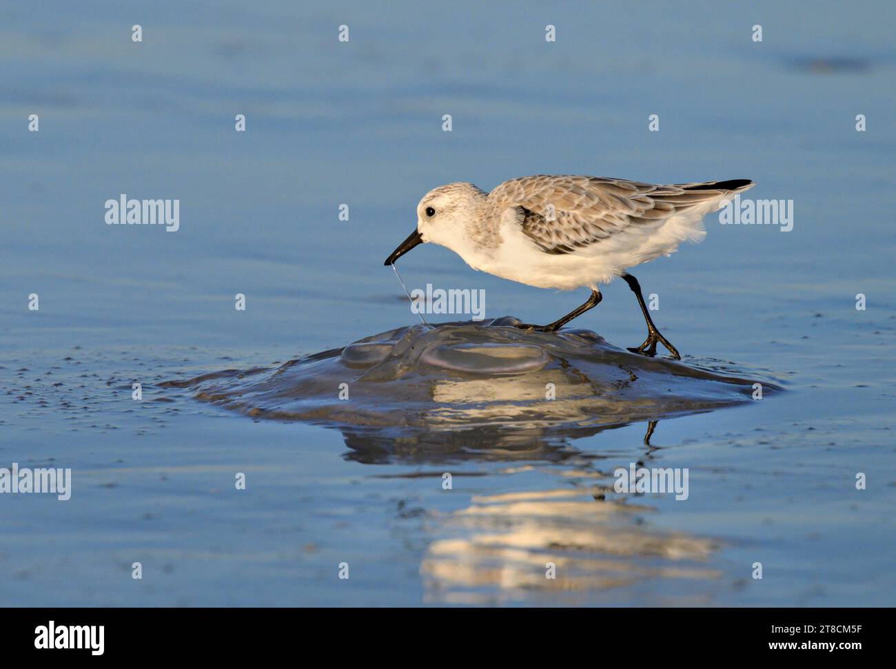 Sanderling (Calidris alba) se nourrissant de méduses mortes sur la côte océanique, Galveston, Texas, USA. Banque D'Images