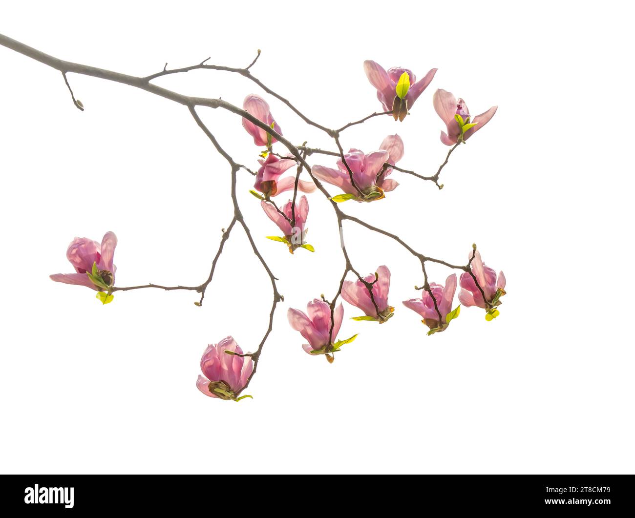 Fleurs magnolia rose isolé sur fond blanc Banque D'Images