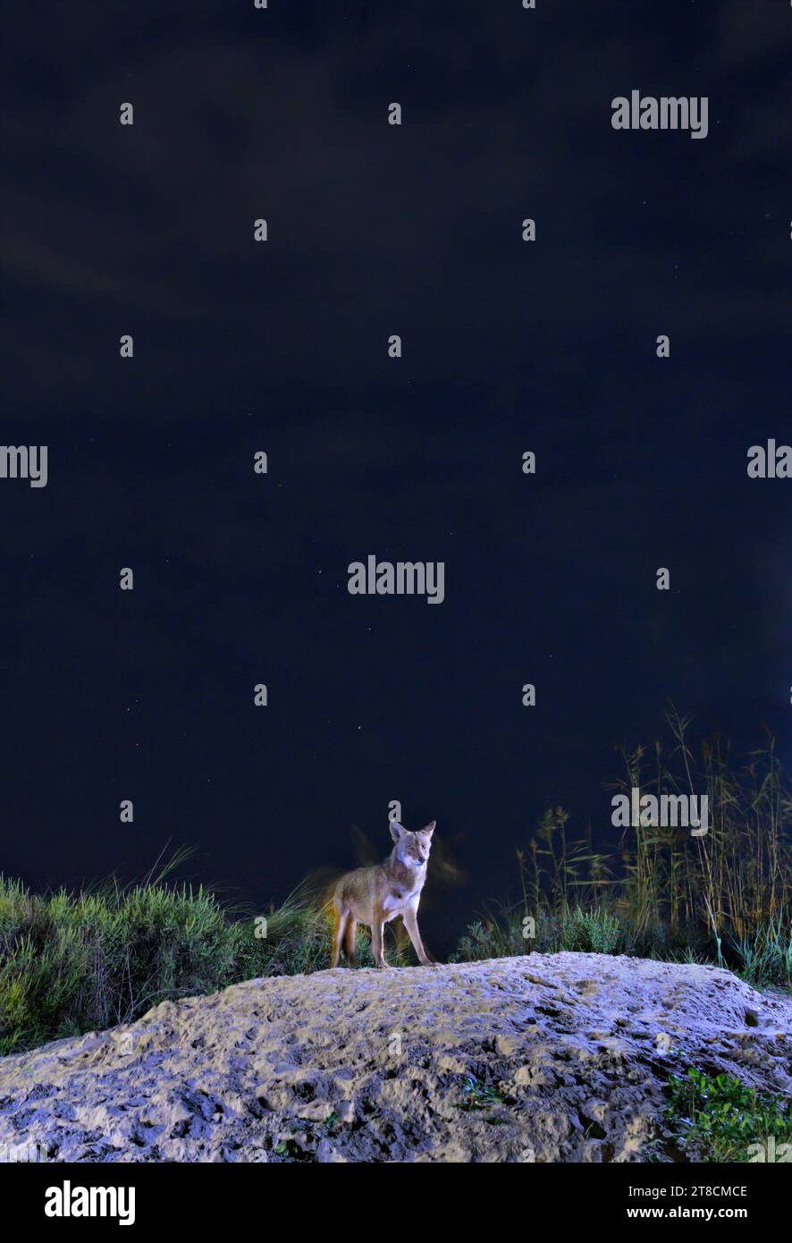 Coyote (Canis latrans) sur dune de sable la nuit sous un ciel étoilé, Galveston, Texas. On croit que cette population possède des gènes du loup roux (Canis rufus). Banque D'Images