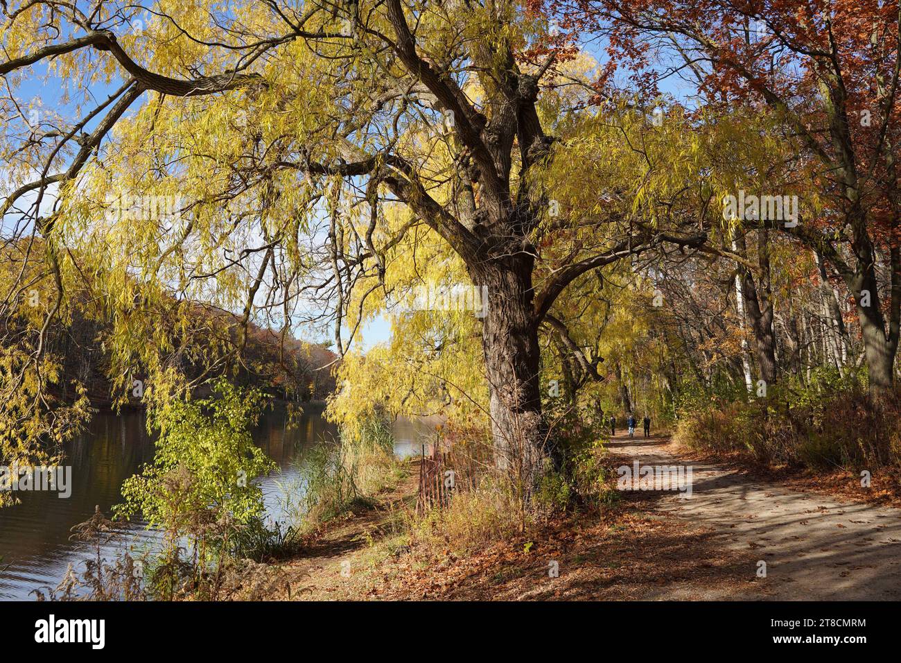 Chemin forestier avec des saules en automne au bord d'une rivière Banque D'Images