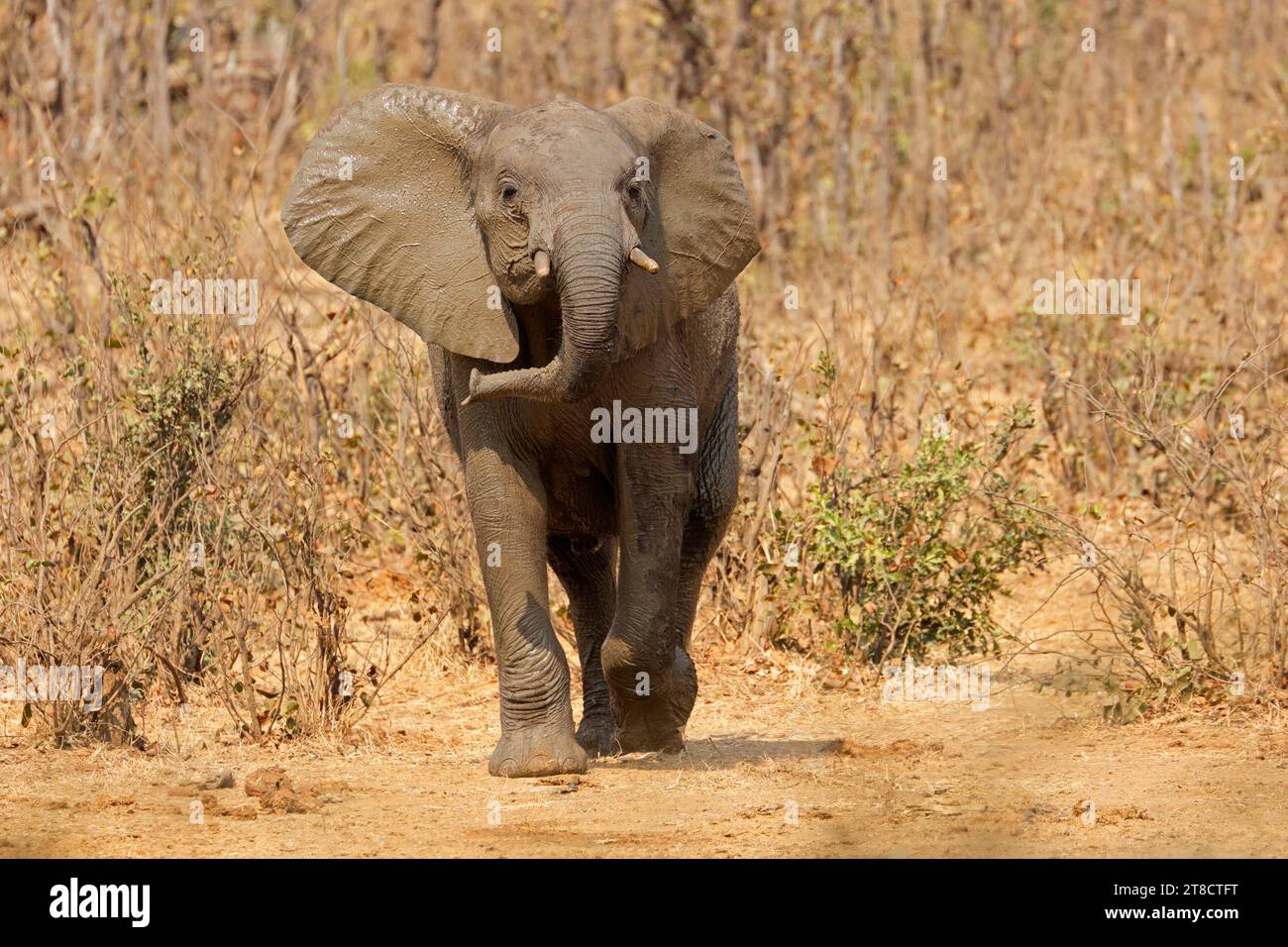 Un éléphant africain agressif (Loxodonta africana), parc national Kruger, Afrique du Sud Banque D'Images