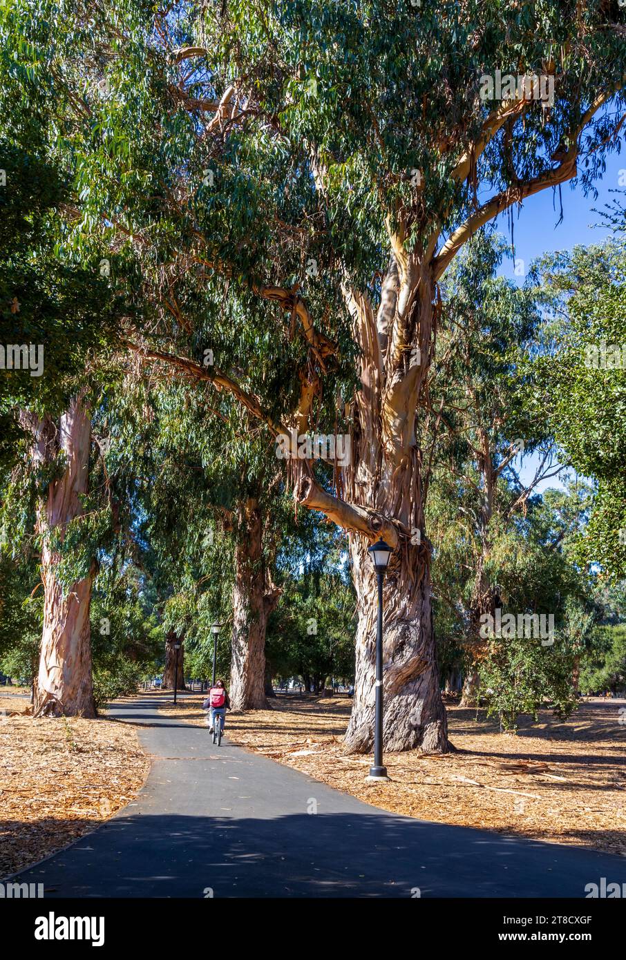 Bel eucalyptus vieux dans l'arboretum grove, Palo Alto, Californie Banque D'Images