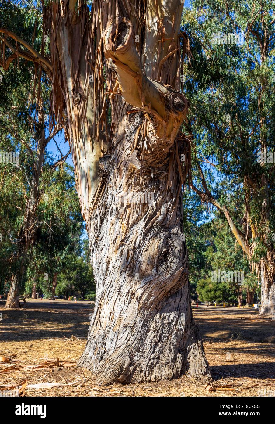 Bel eucalyptus vieux dans l'arboretum grove, Palo Alto, Californie Banque D'Images