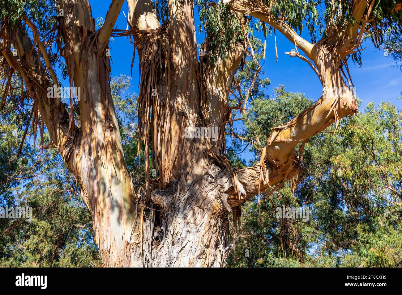 Bel eucalyptus vieux dans l'arboretum grove, Palo Alto, Californie Banque D'Images