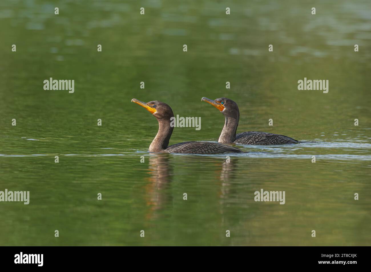 Deux cormorans à double crête (Nannopterum auritum) nageant côte à côte. Banque D'Images