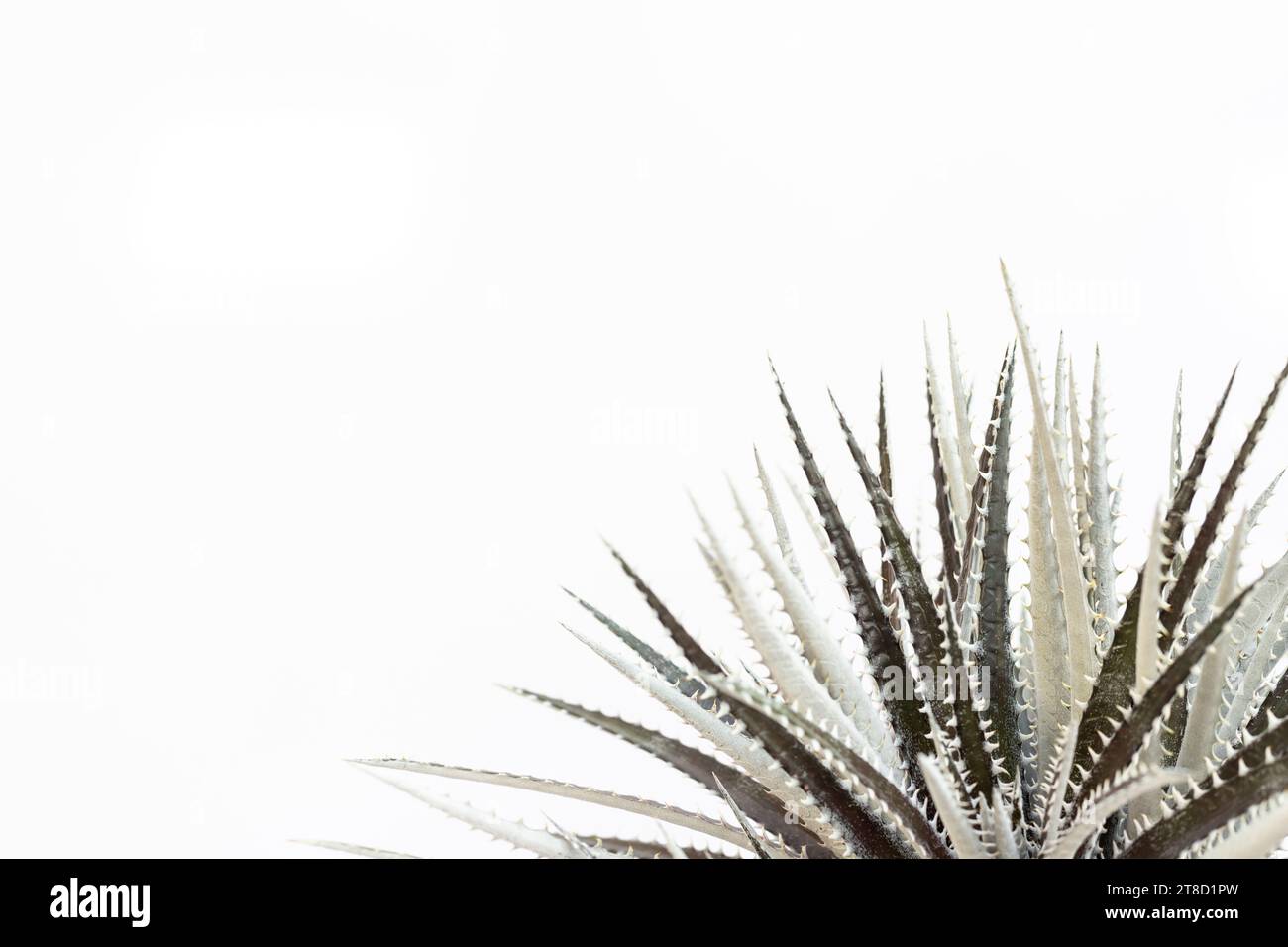 Feuilles noires de la plante Dyckia sur fond blanc avec espace de copie Banque D'Images