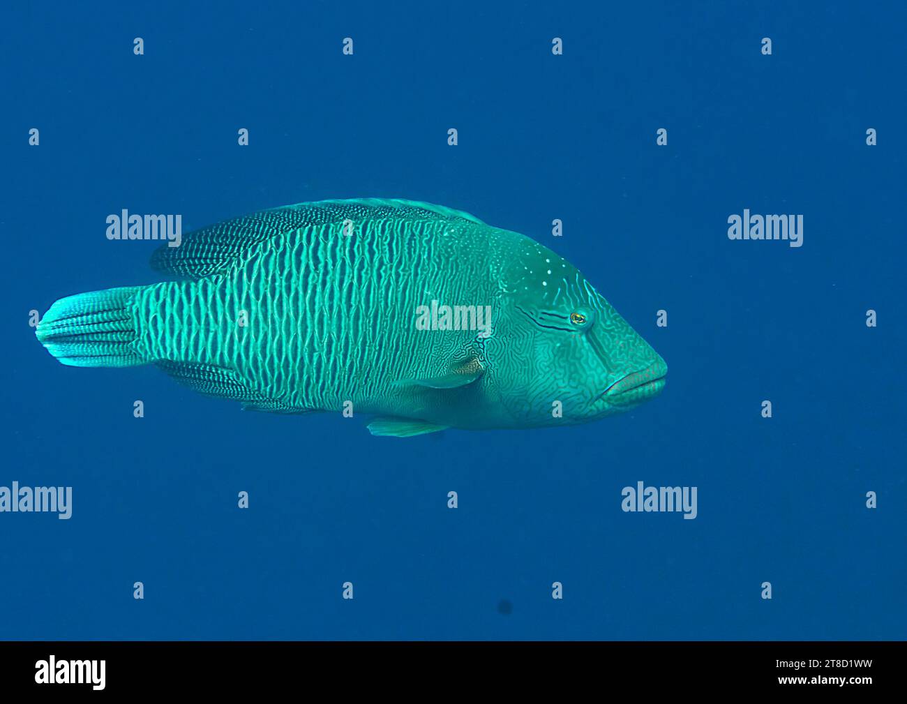 Napoléon poisson nage dans l'eau de Bali, Indonésie Banque D'Images