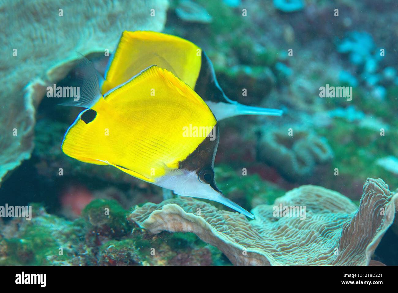 Deux poissons-papillons jaunes à long nez ou forceps (Flavissimus Forcipiger) nagent au-dessus du récif corallien de Bali. Banque D'Images