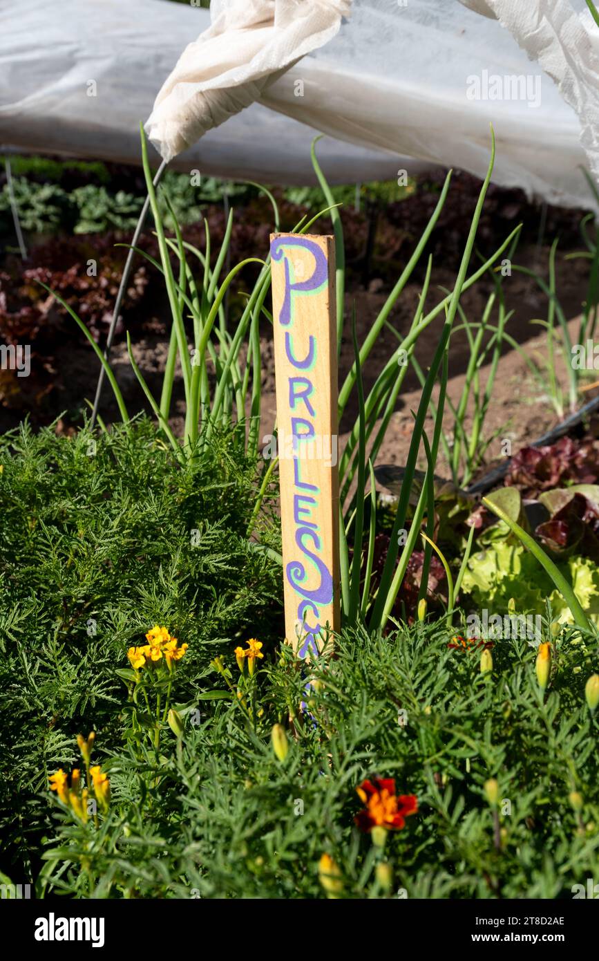 Marqueur d'échaloon violet dans un jardin au Minam River Lodge, Oregon. Banque D'Images