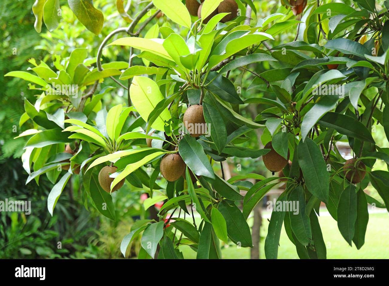 Fructification Sapodilla Tree dans le jardin Banque D'Images