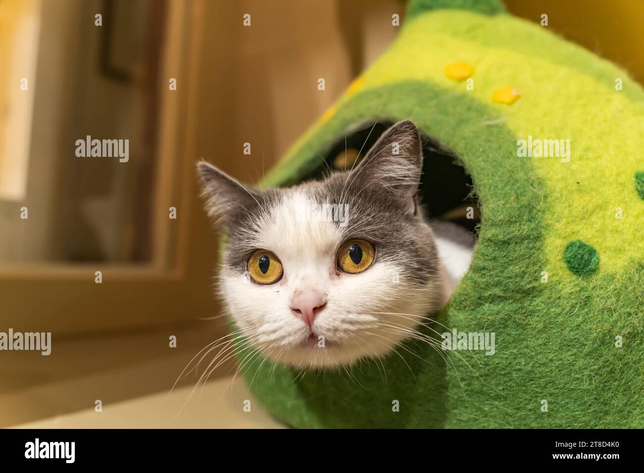Chat enveloppé dans une boîte confortable Banque D'Images