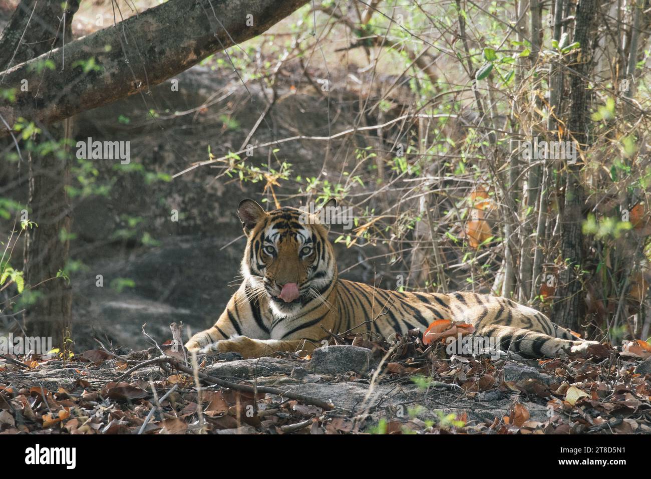 Tigre dans Bandhavgarh National Park, Inde Banque D'Images