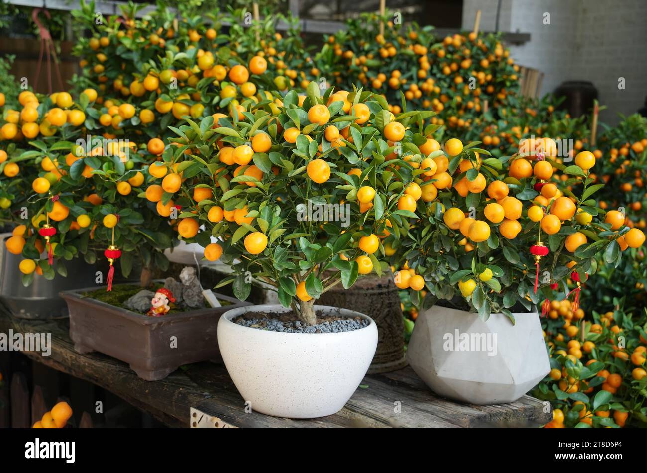 Mandarines, symbole de bonne chance au nouvel an chinois Banque D'Images