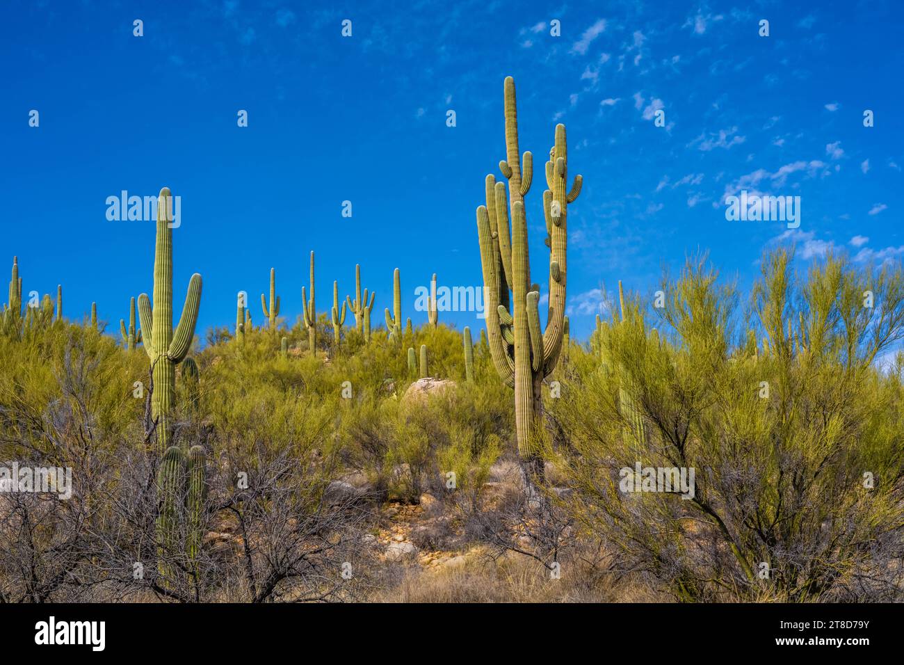 Un Cactus Saguaro long et élancé à Catalina SP, Arizona Banque D'Images