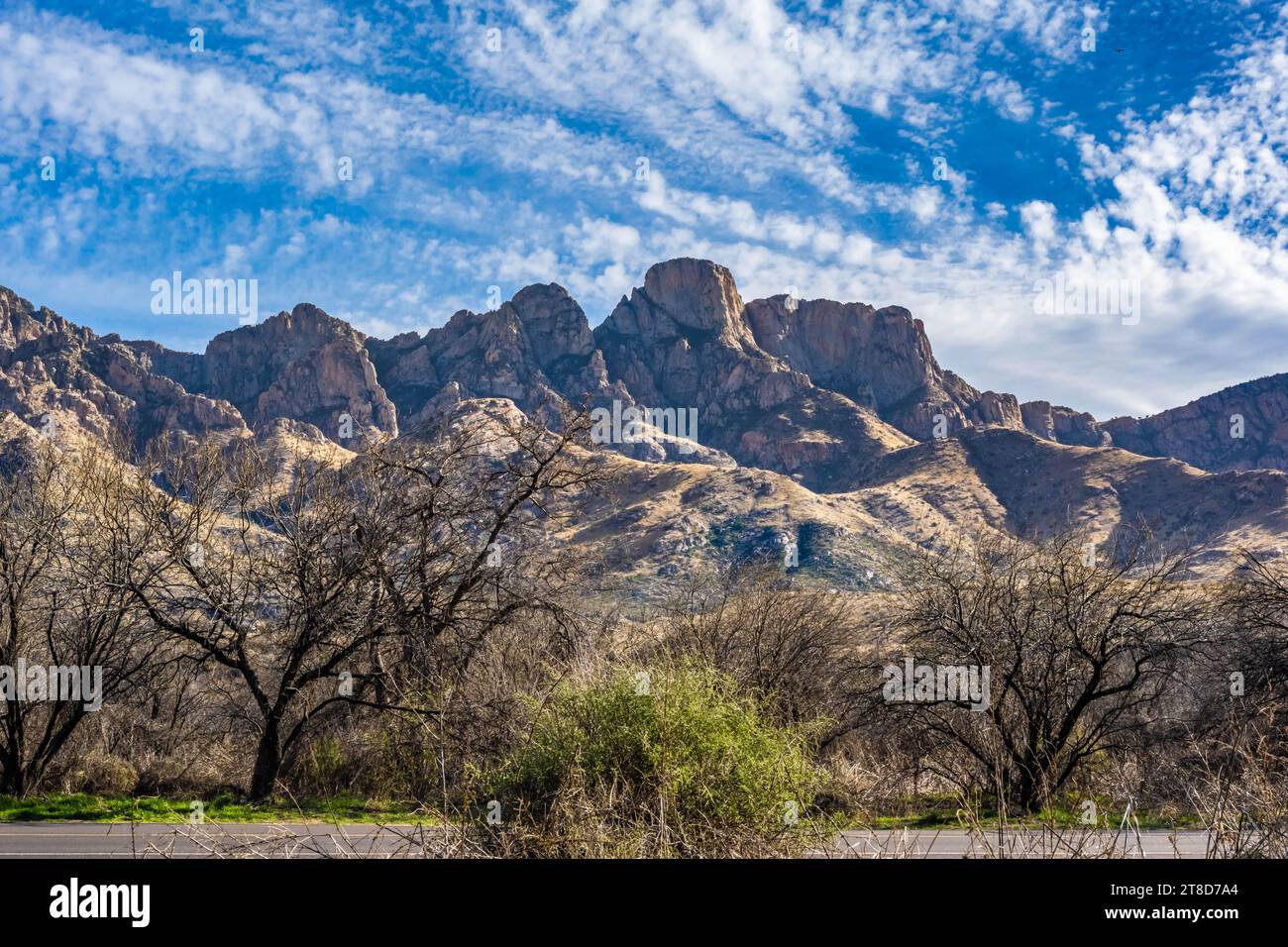 Un Cactus Saguaro long et élancé à Catalina SP, Arizona Banque D'Images