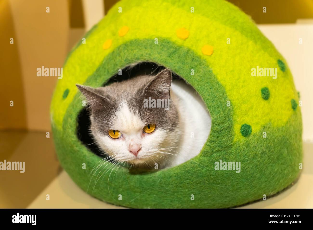 Chat enveloppé dans une boîte confortable Banque D'Images