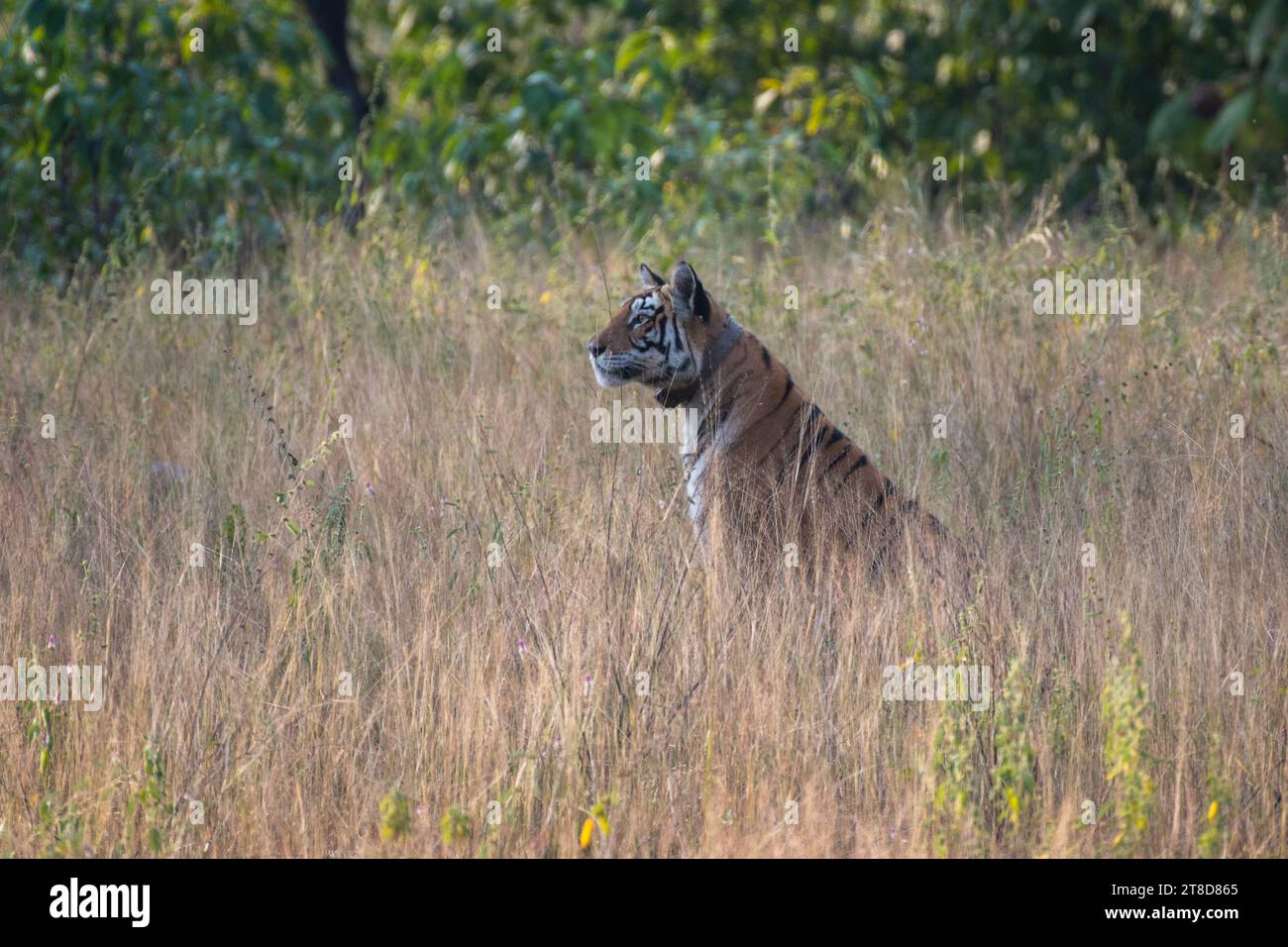Tigre royal du Bengale marchant dans la forêt. Banque D'Images