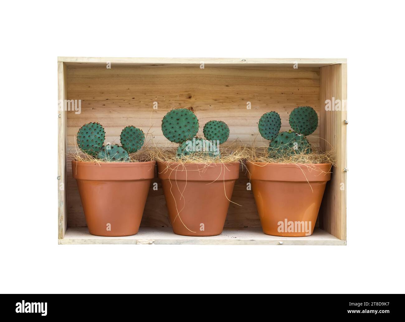 cactus en pot et boîte en bois sur fond blanc Banque D'Images