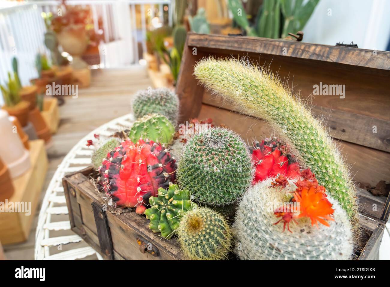 cactus dans des pots en bois placés sur la table Banque D'Images