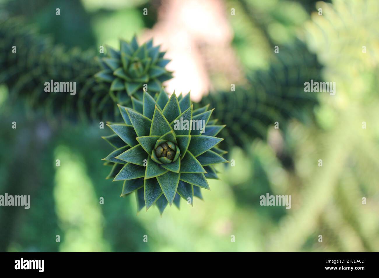 Photo en gros plan d'une plante de conifères dans la forêt Banque D'Images