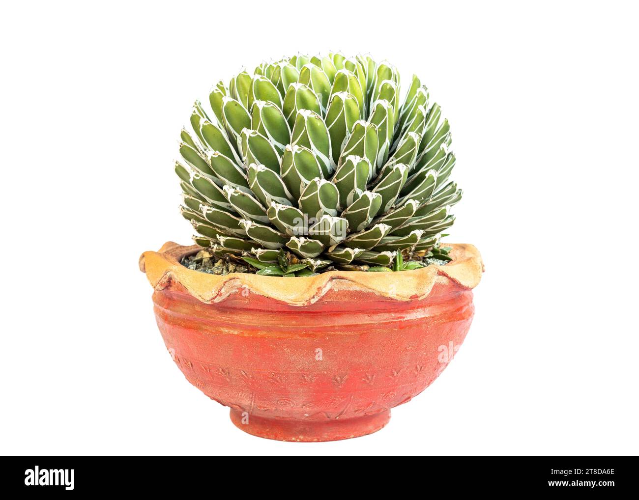 Tableau sur verre Wechsler - plantes d'agave en automne Tableau sur verre Wechsler - plantes d'agave en automne