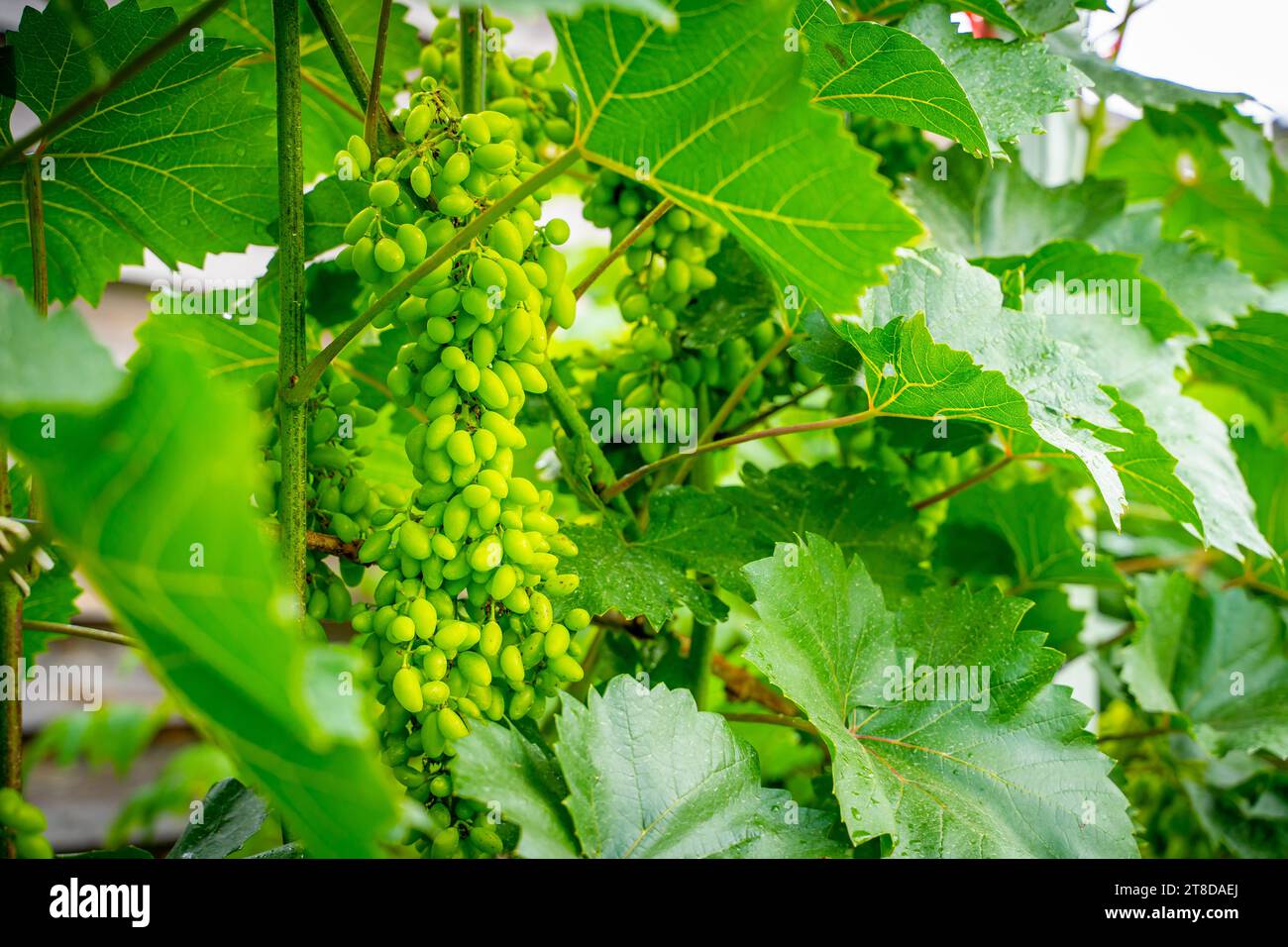 Raisins verts fertiles généreux poussant de près Banque D'Images